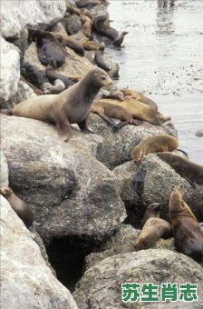 逗海豹是什么生肖？海豹有几条腿