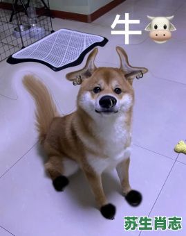 破口罩是什么生肖？口罩打一个生肖