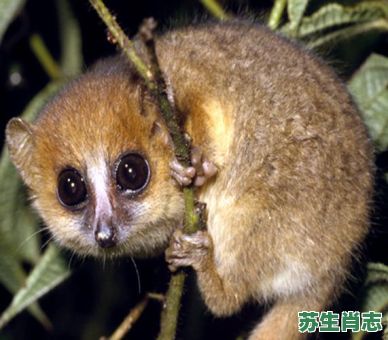 毛狐是什么生肖？狐狸是哪个生肖