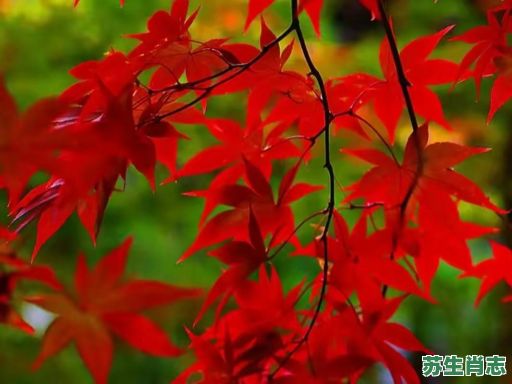 水中的枫叶是什么生肖？红叶秋风打个动物打个生肖