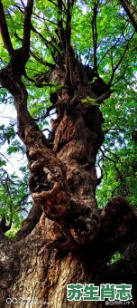 老树腰弯弯是什么生肖？弯腰树直不起最佳生肖