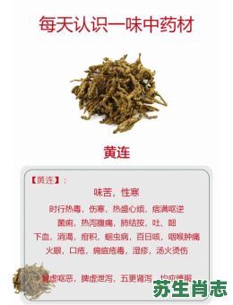 蛀虫咬黄连是什么生肖？蛀虫咬黄连正确答案