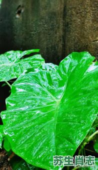 绿色的翅膀是什么生肖？欲钱买有翅膀的生肖