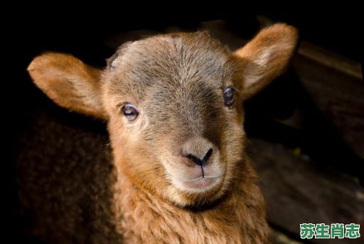 在望有山庄是什么生肖？山野栖居是什么生肖