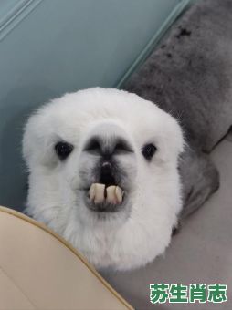 呲牙咧嘴凶巴巴是什么生肖？呲牙咧嘴是啥意思