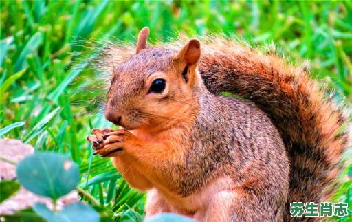 青猜白透是什么生肖?青代表什么动物 青猜白透是什么生肖?青代表什么动物
