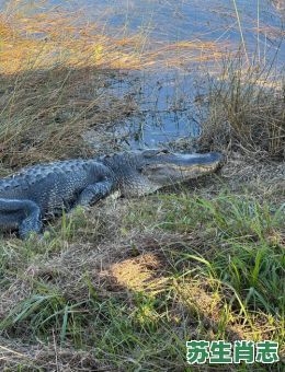 泥潭出子鳄是什么生肖？泥潭打一准确生肖