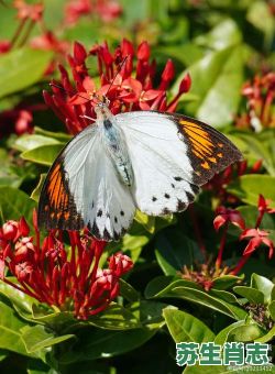 粉蝶如知合断魂是什么生肖？粉蝶如合断魂一肖