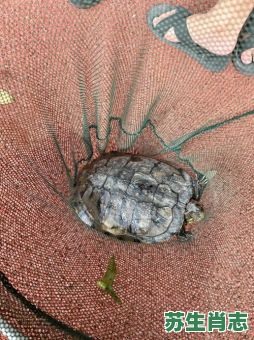 王八是子是什么生肖？王八指的是什么动物