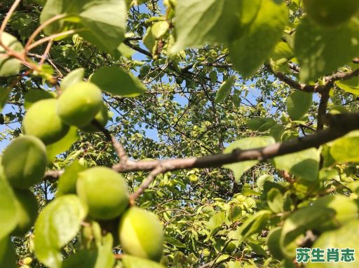 土杏儿苦孩儿是什么生肖?杏花什么生肖动物 土杏儿苦孩儿是什么生肖?杏花什么生肖动物