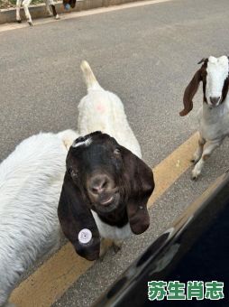 咩咩大叫的动物是什么生肖？咩咩大叫正确答案