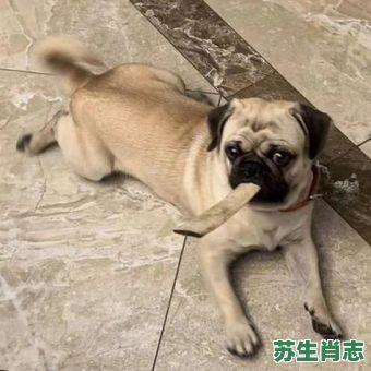 狗嘴吐不出象牙是什么生肖?狗嘴上下出象牙猜一肖 狗嘴吐不出象牙是什么生肖?狗嘴上下出象牙猜一肖