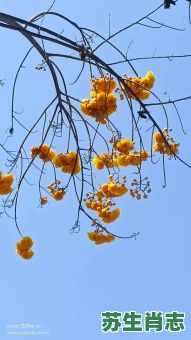 三娥呈祥是什么生肖？天上呈祥打最准确一肖