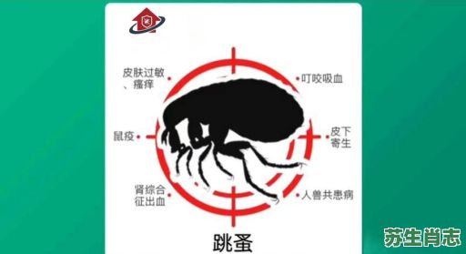 蚤能跳多高是什么生肖？跳蚤打一最佳生肖