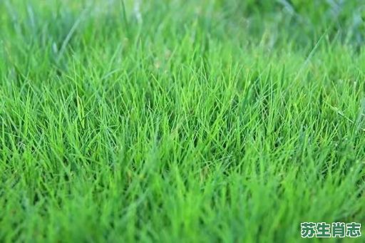 春天草又绿是什么生肖？春天的草是什么绿