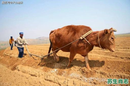 农家无收怨牛马是什么生肖？农家无收怨牛马打一数字