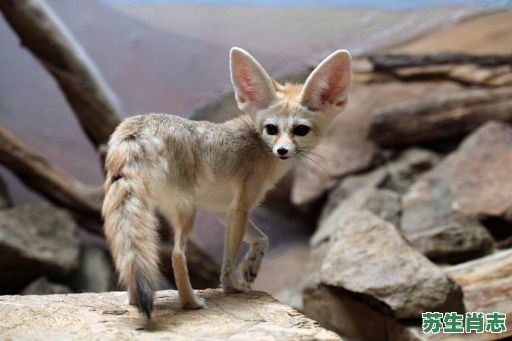 走路会响的动物是什么生肖?倒着走路的动物是什么 走路会响的动物是什么生肖?倒着走路的动物是什么