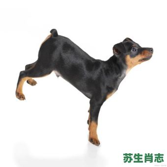 子的尾巴长不了是什么生肖?啥啥的尾巴长不了 子的尾巴长不了是什么生肖?啥啥的尾巴长不了