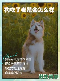 狗拿耗子舔猫鼻是什么生肖？老鼠吃猫怪事是什么生肖