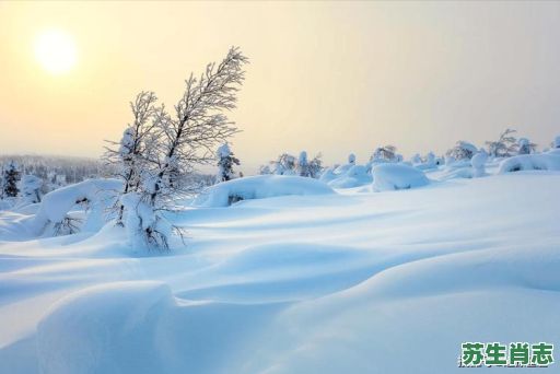 大雪慢飞身上肿是什么生肖?大雪漫飞身上肿正确答案 大雪慢飞身上肿是什么生肖?大雪漫飞身上肿正确答案