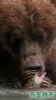 爱吃鱼的熊是什么生肖？北极熊吃的鱼是什么鱼