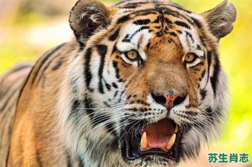 光明磊落真君子是什么生肖？光明磊落一般指什么人