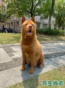 狗随主子街头红是什么生肖？狗随主人街头红打准确一肖