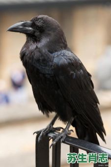 欲钱买黑色的动物是什么生肖?欲钱买耳背面黑的动物 欲钱买黑色的动物是什么生肖?欲钱买耳背面黑的动物