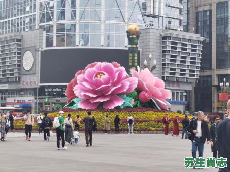 三朵芙蓉四八枝是什么生肖？三朵芙蓉四八枝打一数字
