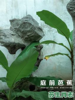 芭蕉结果一条心是什么生肖？芭蕉打一数字