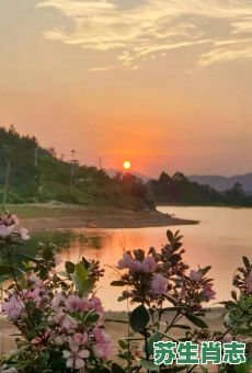 夕阳半边红叫人买一珠是什么生肖？美景佳人夕阳红打一生肖