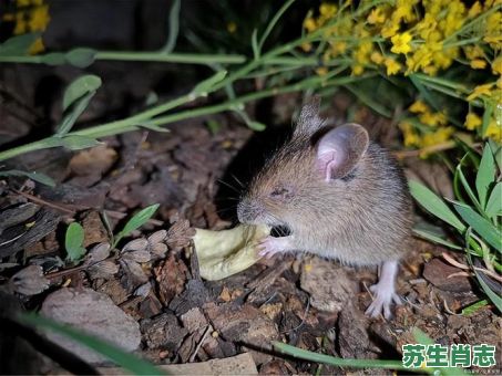 欲钱买人人喊打的动物是什么生肖？造谣打一个正确动物