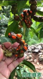 八节奇花四进果是什么生肖？八节奇花最正确生肖