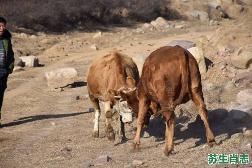 瘟是什么生肖？瘟疫指的什么动物
