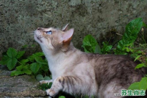 乱是什么生肖？乱,正确答案生肖