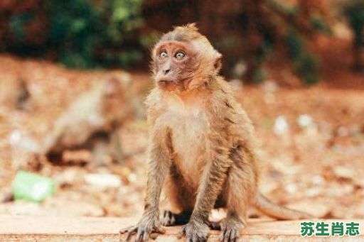 贪玩是什么生肖?性顽贪耍打一最佳生肖 贪玩是什么生肖?性顽贪耍打一最佳生肖