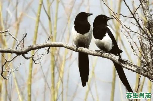喜鹊是什么生肖？鹊字最适合什么属相