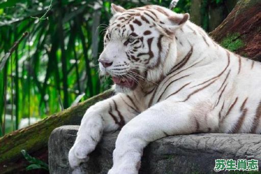 风云是什么生肖？风云之战打一最佳动物