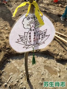 绿树是什么生肖？绿树打一准确生肖