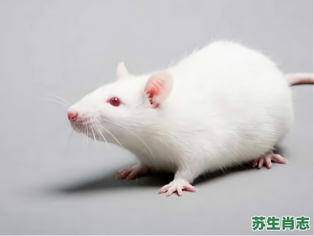 白色是什么生肖？白代表什么动物