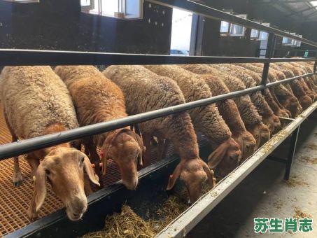 畜牧是什么生肖？圈养畜牧最正确一肖