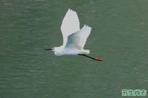 白鹭是什么生肖？白鹭比喻什么生肖