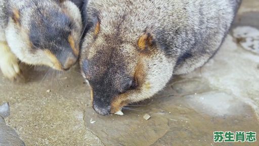 地鼠是什么生肖？地动山摇什么生肖