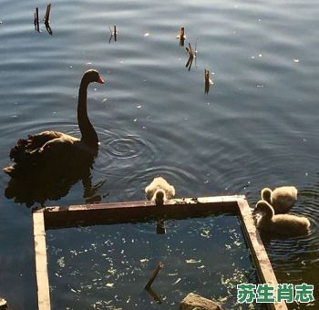 秋水是什么生肖？秋水打一动物正确答案