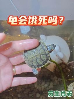 饿死是什么生肖？饿死打一最佳动物