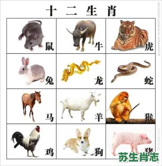 哥是什么生肖？哥字最正确的生肖