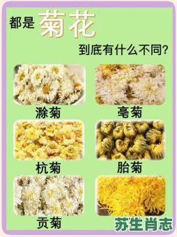 菊是什么生肖？菊代表哪个生肖