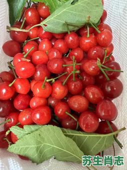 樱桃是什么生肖？樱桃最佳答案一肖