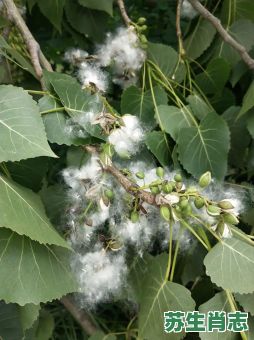 杨花是什么生肖？十二生肖杨花是谁