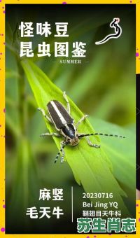 天牛是什么生肖？天牛的寓意是什么